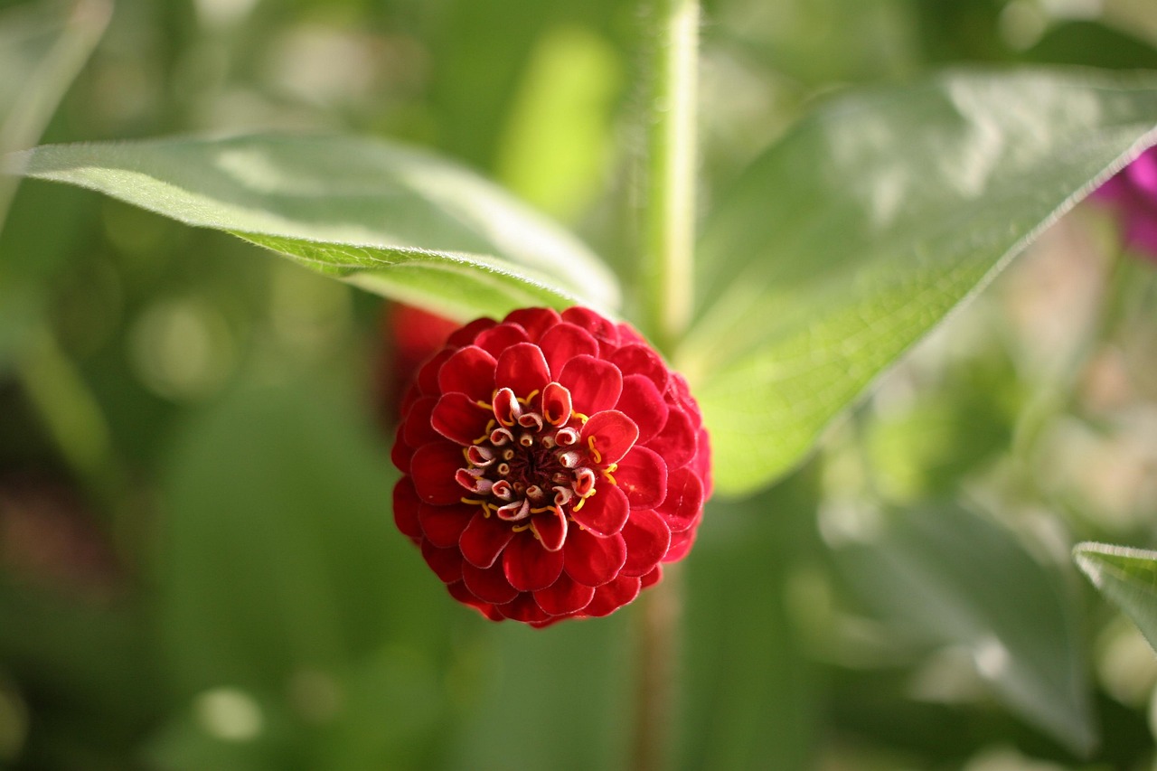 培养未来的花朵，幼儿心理教育机构的重要性与实践
