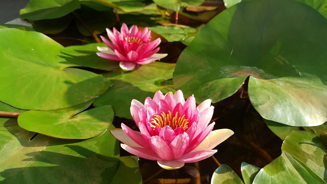 根深叶茂，家庭教育对孩子一生的影响